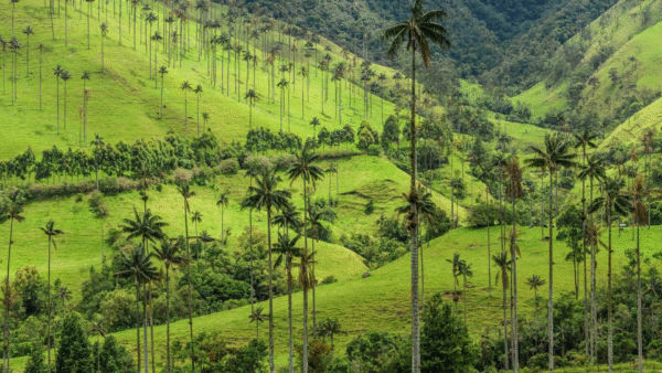 cityeventos-cat-destinos-nacionales-eje-cafetero4 Viaja al Eje Cafetero